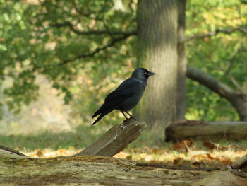 Bird perching on tree