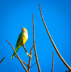 Low angle view of parrot perching on tree against clear blue sky