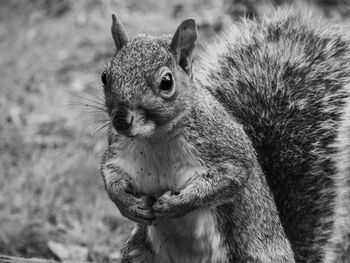 Close-up of squirrel