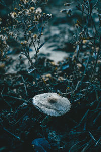 High angle view of mushrooms growing on field