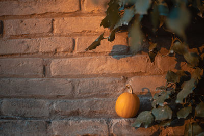 View of pumpkins against brick wall