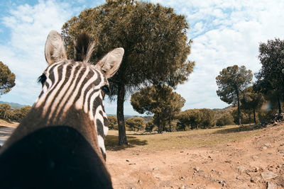View of giraffe on field against sky