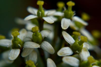 Close-up of flowers against blurred background