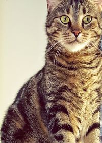 Close-up portrait of cat