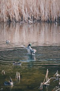 Ducks swimming in lake