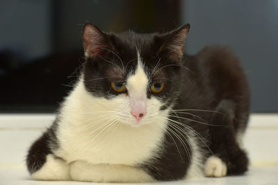 Close-up portrait of a cat