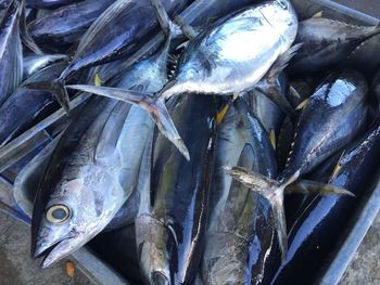 A basket of fresh yellowfin tuna