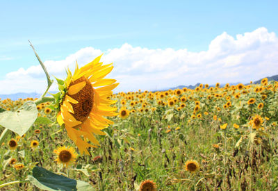 Close-up of yellow flowering plants on field against sky