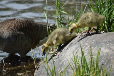 Ducks in a lake