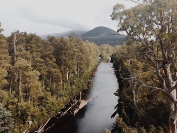 River passing through forest