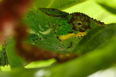 Close-up of green lizard