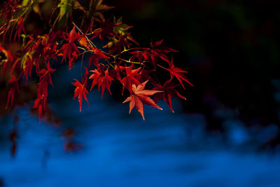 Close-up of red maple leaves on tree