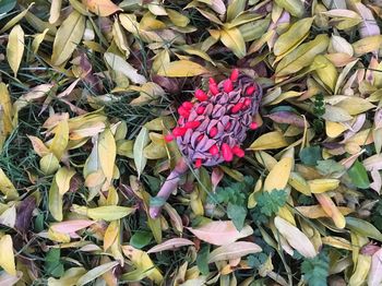 Close-up of flowers blooming outdoors