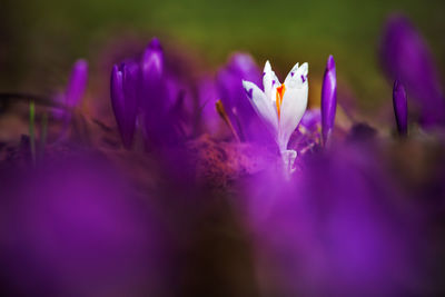 Close-up of purple crocus blooming on field