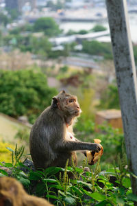 Monkey sitting on a tree