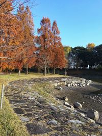 Trees on field against clear sky during autumn