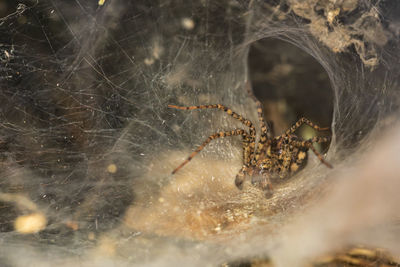 Close-up of spider