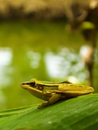 Close-up of frog on plant