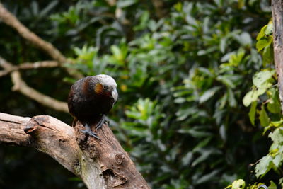 Close-up of bird perching on branch