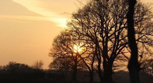 Silhouette of trees during sunset