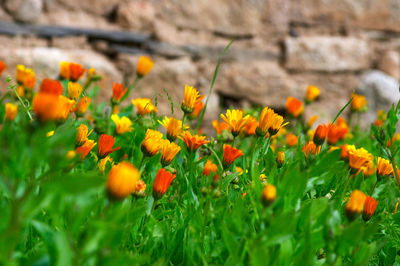 Close-up of yellow crocus blooming on field