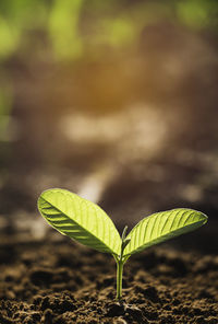 Close-up of small plant growing on field