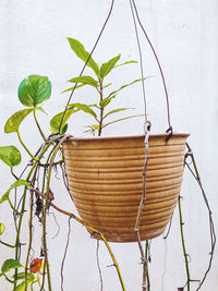 Close-up of potted plant against wall