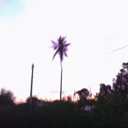 Low angle view of silhouette trees against clear sky