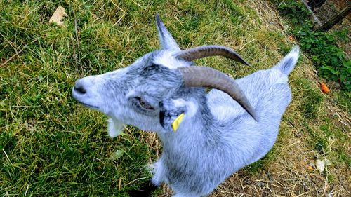 High angle view of sheep on field