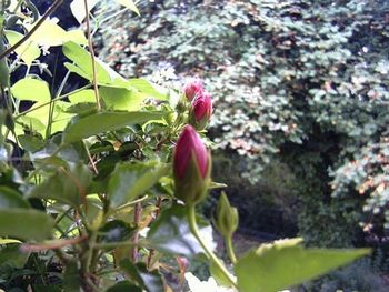 Close-up of pink flowers