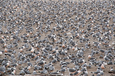 View on birds in callao peru