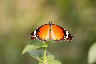 Close-up of butterfly on flower