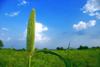 Close-up of fresh green plant on field against sky