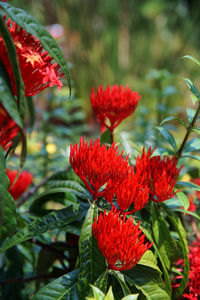 Close-up of red flowering plant