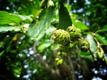 Close-up of green leaves against blurred background