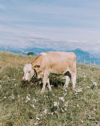 Cow grazing on field against sky