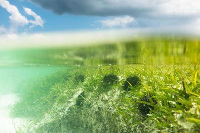 Surface level of grass on field against sky