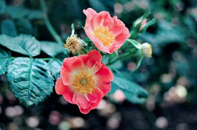 High angle view of pink flowering plant