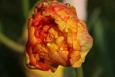 Close-up of red rose