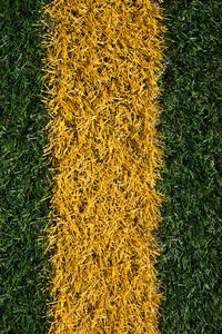 High angle view of grass on field