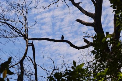 Low angle view of bare tree against sky