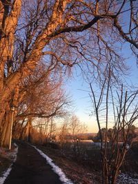 Road amidst bare trees during winter