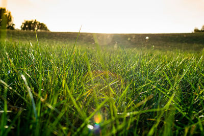 Surface level of grassy field against clear sky