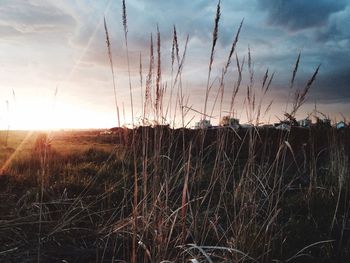 Plants on field against sky at sunset