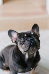 A cute french bulldog.