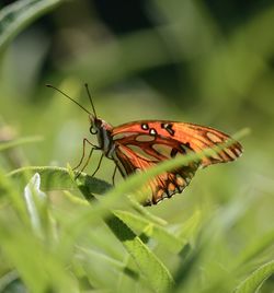 Close-up of butterfly on leaf