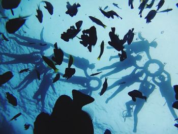 Silhouette of fish swimming in aquarium