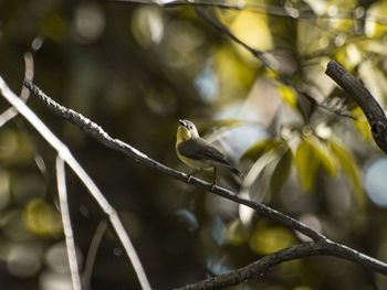 Low angle view of bird perching on branch