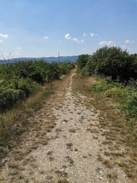 Dirt road along plants and trees against sky