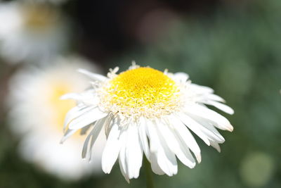 Close-up of white daisy flower